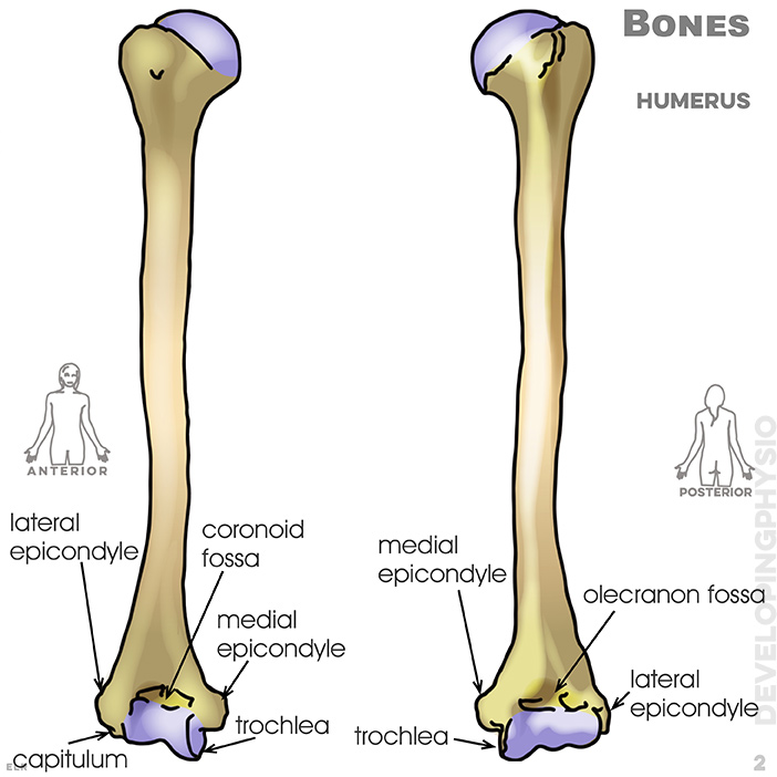 Bones: humerus