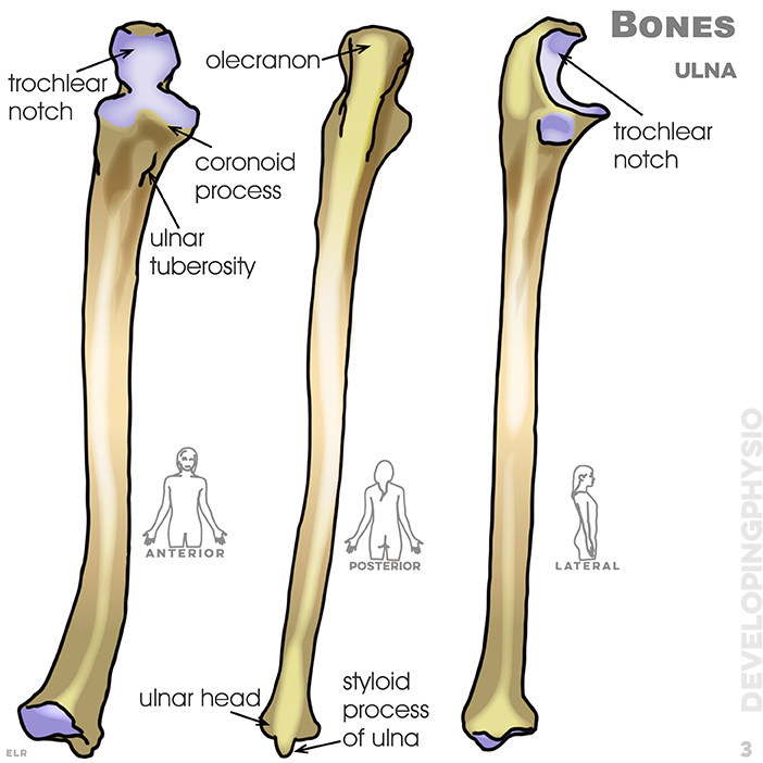 Bones: ulna